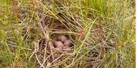 LAST NIGHT I DREAMED OF A BIRD NEST - WHAT DOES THIS MEAN?